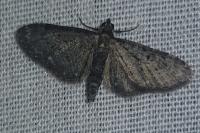 Eupithecia tripunctaria