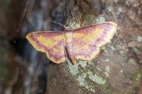 Idaea muricata