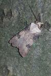 Agrotis puta