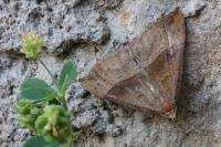 Hypena proboscidalis