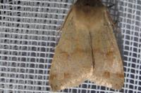 Orthosia incerta
