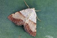 Selidosema plumaria