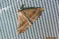 Hypena proboscidalis
