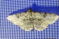 Peribatodes rhomboidaria rhomboidaria