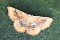Cyclophora lennigiaria