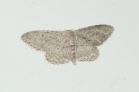 Idaea seriata