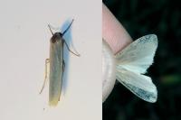 Eilema caniola
