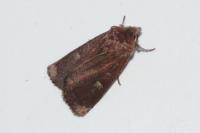 Xestia xanthographa