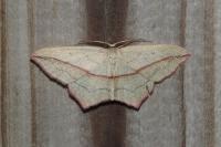 Timandra comae