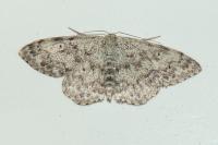 Scopula marginepunctata