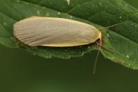 Collita griseola
