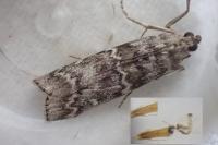 Dioryctria simplicella