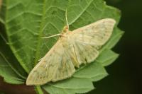 Patania ruralis