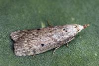 Aphomia sociella