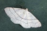 Adactylotis gesticularia