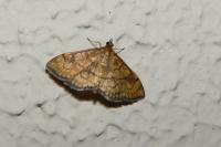 Anania verbascalis