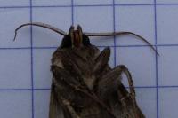 Agrotis segetum