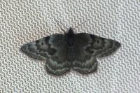 Psodos alticolaria