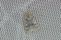 Udea murinalis