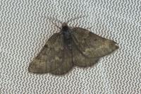 Sciadia tenebraria tenebraria