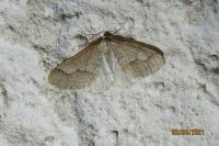 Phigaliohybernia marginaria