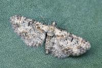 Eupithecia laquaearia