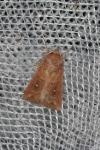 Mythimna albipuncta