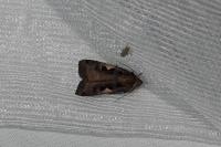 Xestia c-nigrum