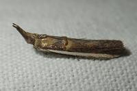 Etiella zinckenella