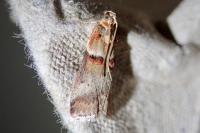 Acrobasis tumidana