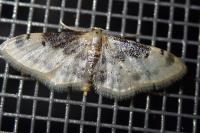 Idaea filicata