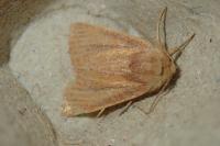 Denticucullus pygmina