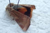 Noctua janthe