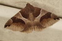 Dysgonia algira