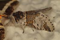 Furcula furcula