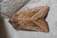 Hydraecia micacea