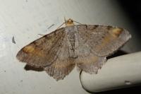 Macaria liturata