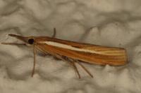 Agriphila tristella