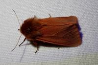 Phragmatobia fuliginosa