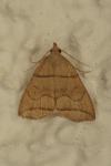 Herminia grisealis