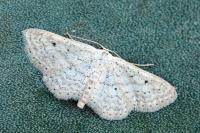Idaea elongaria