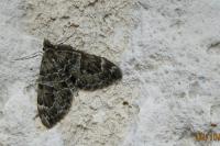 Thera britannica/variata