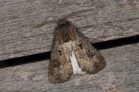 Agrotis bigramma