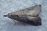 Schrankia costaestrigalis