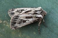 Agrotis mazeli