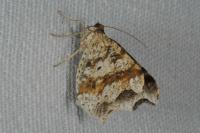 Macaria alternata