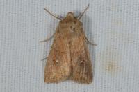 Mythimna albipuncta