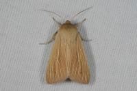 Mythimna pallens