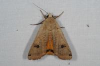 Noctua pronuba
