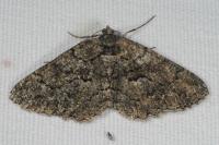 Peribatodes ilicaria ilicaria